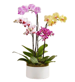 Colorful Orchid Garden