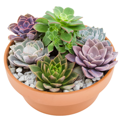 Succulent Clay Garden 